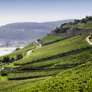 Rheingau